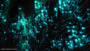 Glühwürmchen-Höhle-Neuseeland