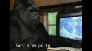 Koko der Gorilla